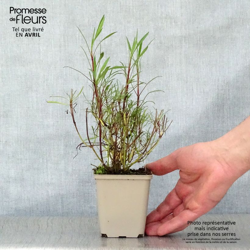 Spécimen de Coreopsis rosea Sweet Dreams Godet de 8/9 cm tel que livré au printemps