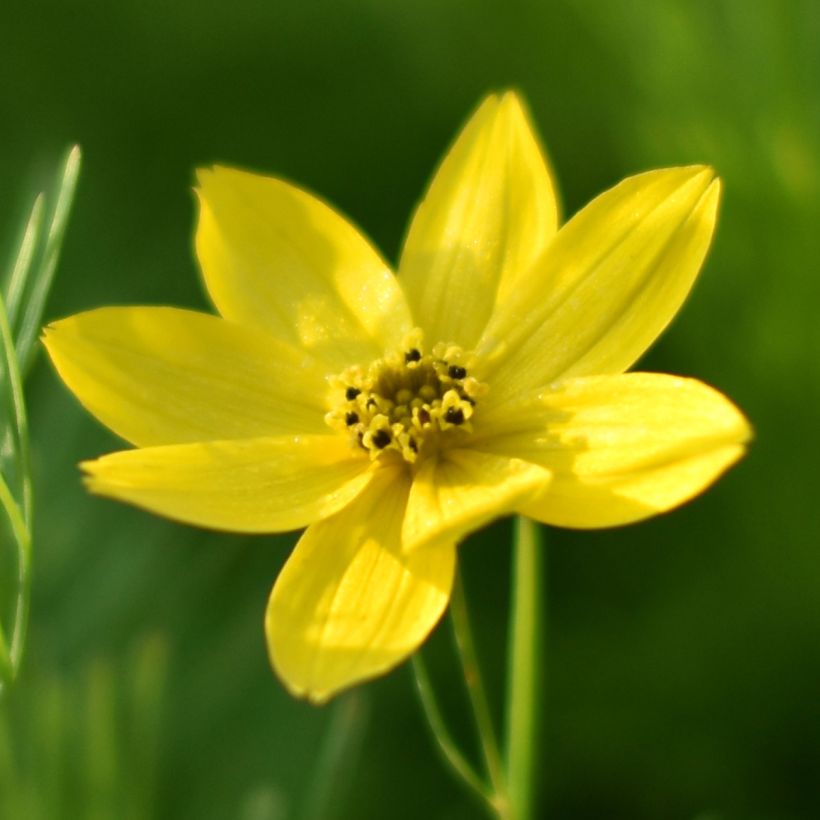 Coreopsis verticilata Sunbeam (Floraison)