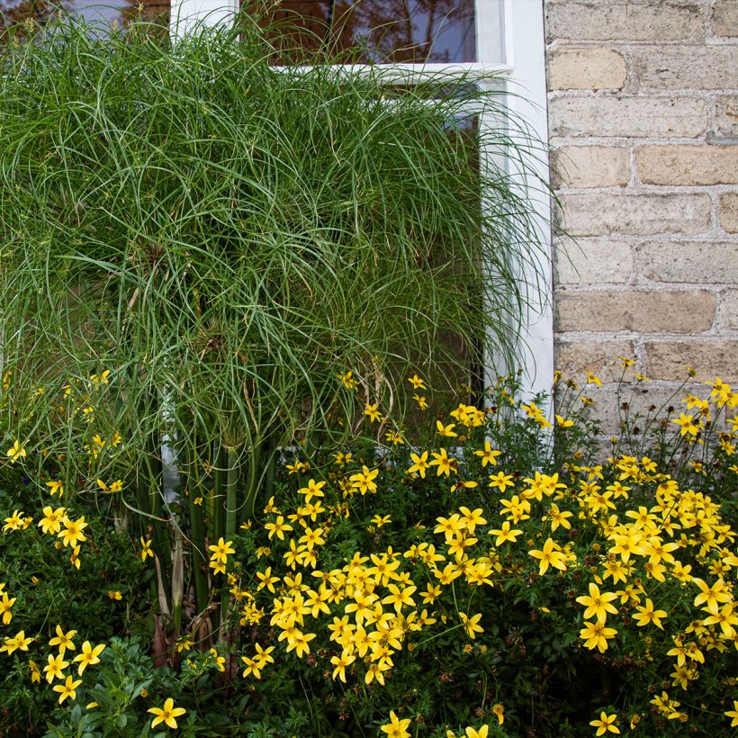 Coreopsis verticilata Sunbeam (Port)