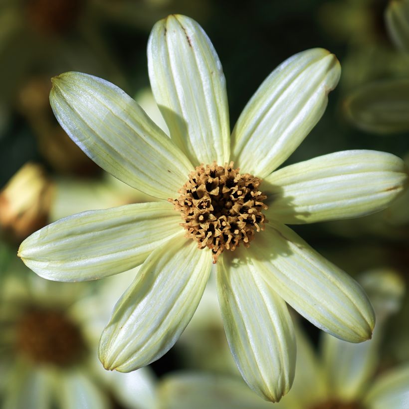 Coreopsis verticillata Moonbeam (Clair de Lune) - Coréopsis verticillé (Floraison)