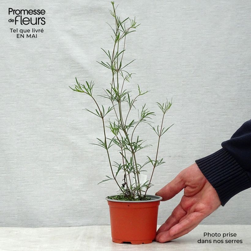 Spécimen de Coreopsis verticillata Moonbeam (Clair de Lune) - Coréopsis verticillé Godet de 7/8 cm tel que livré au printemps