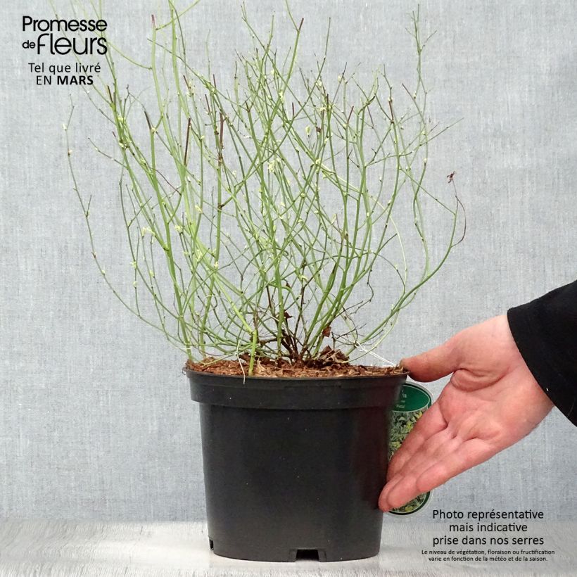 Spécimen de Corête du Japon panaché - Kerria Japonica Picta Pot de 3L/4L tel que livré au printemps
