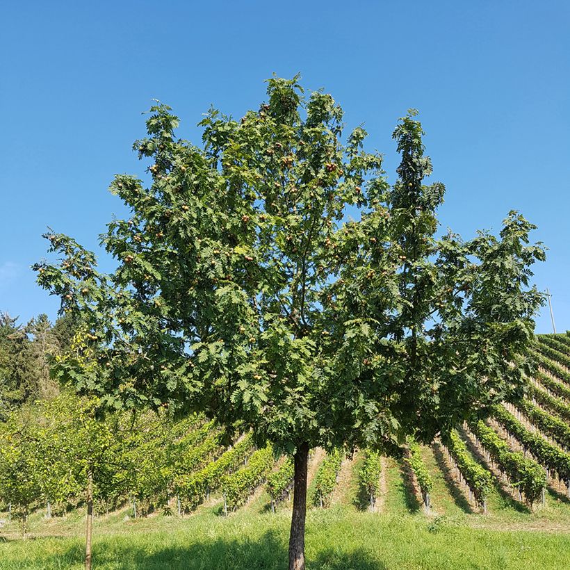Cormier, Sorbier domestique - Sorbus domestica (Plant habit)