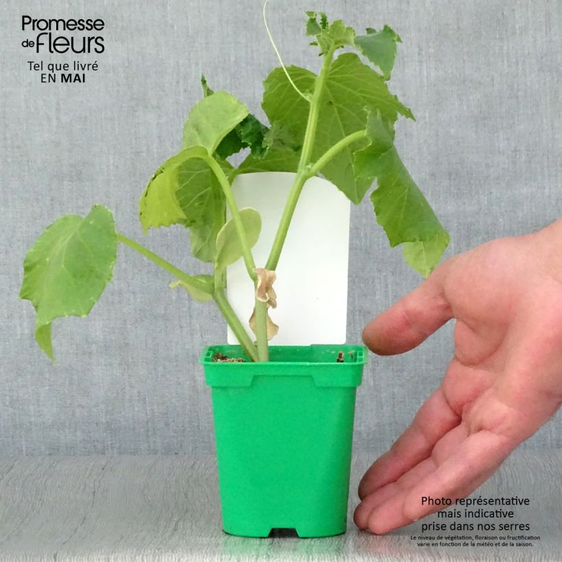 Spécimen de Cornichon Szatmar F1 en plants Pot de 10 cm/11cm tel que livré au printemps