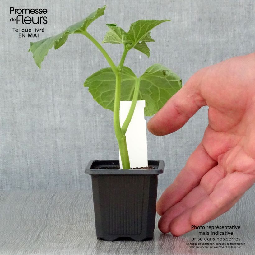 Spécimen de Cornichon Vert Petit de Paris en plants Godet de 7/8 cm tel que livré au printemps