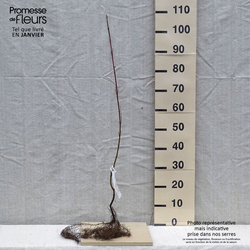 Spécimen de Cornus alba - Cornouiller blanc Racines nues, Buisson, Ramifié tel que livré en hiver