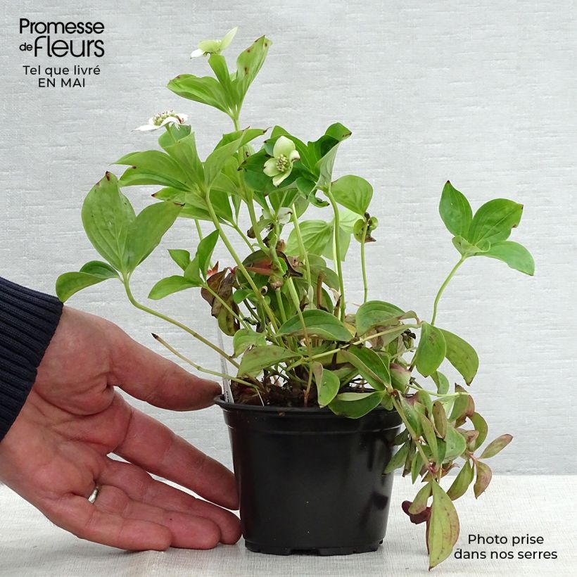 Spécimen de Cornouiller du Canada - Cornus canadensis Godet de 8/9 cm tel que livré au printemps