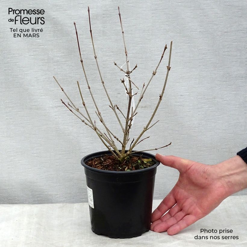 Spécimen de Cornus kousa - Cornouiller du Japon Pot de 2L/3L tel que livré au printemps