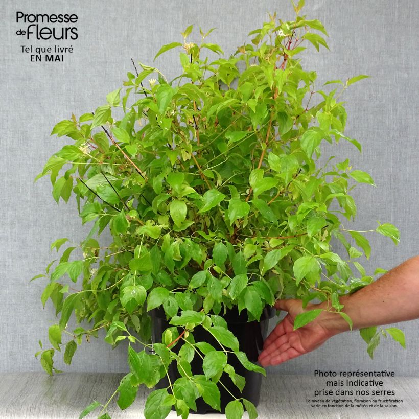 Spécimen de Cornus sanguinea Anny's Winter Orange - Cornouiller sanguin Pot de 7,5L/10L tel que livré au printemps