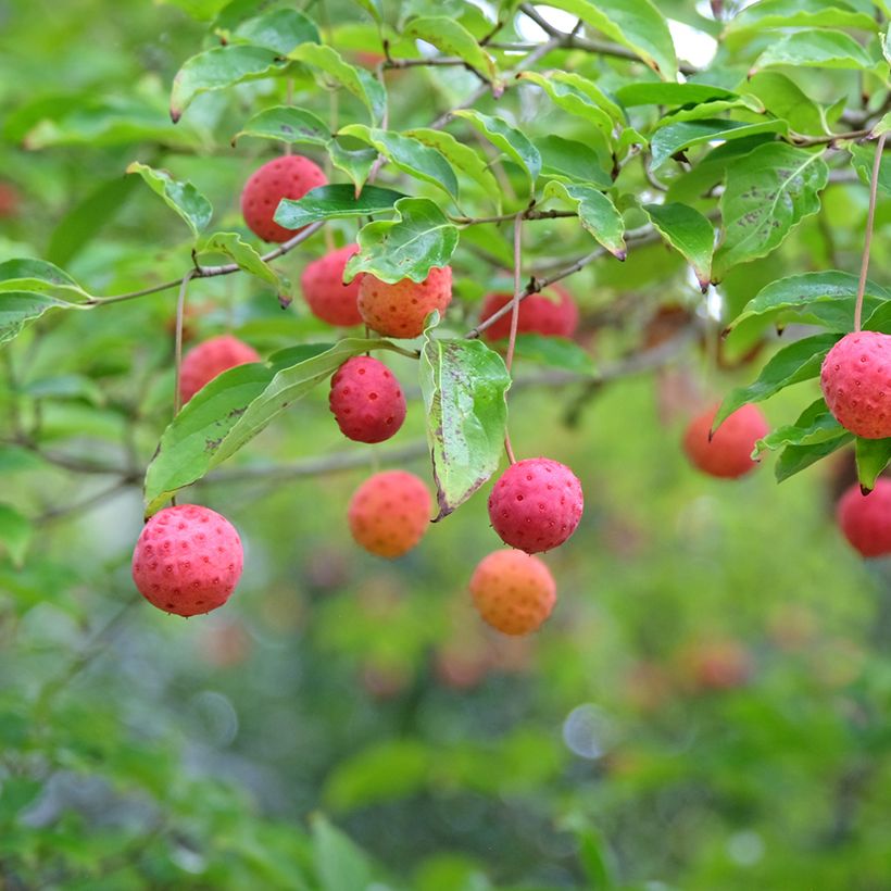 Cornus Norman Hadden - Cornouiller à fleurs (Récolte)