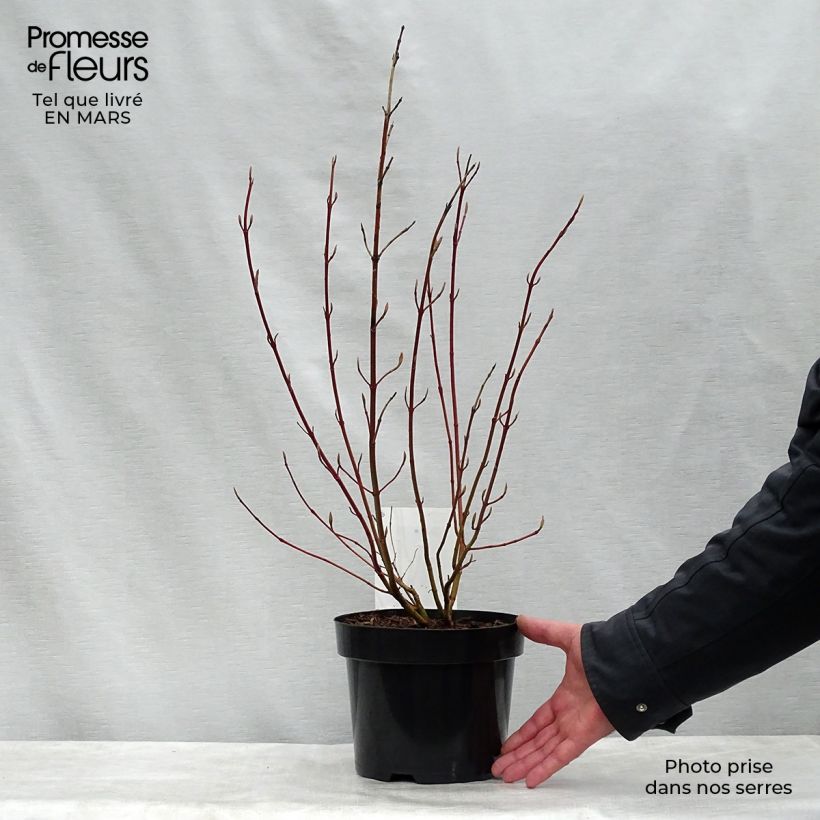 Spécimen de Cornus alba Aurea - Cornouiller blanc Pot de 2L/3L tel que livré au printemps