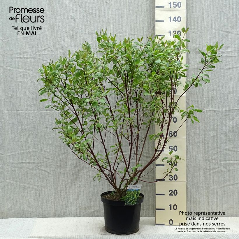 Spécimen de Cornus alba Cream Cracker - Cornouiller blanc Pot de 7,5L/10L tel que livré au printemps