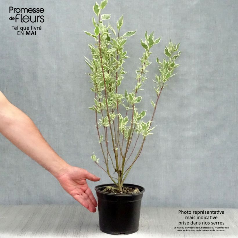 Spécimen de Cornus alba Elegantissima - Cornouiller blanc panaché Pot de 2L/3L tel que livré au printemps