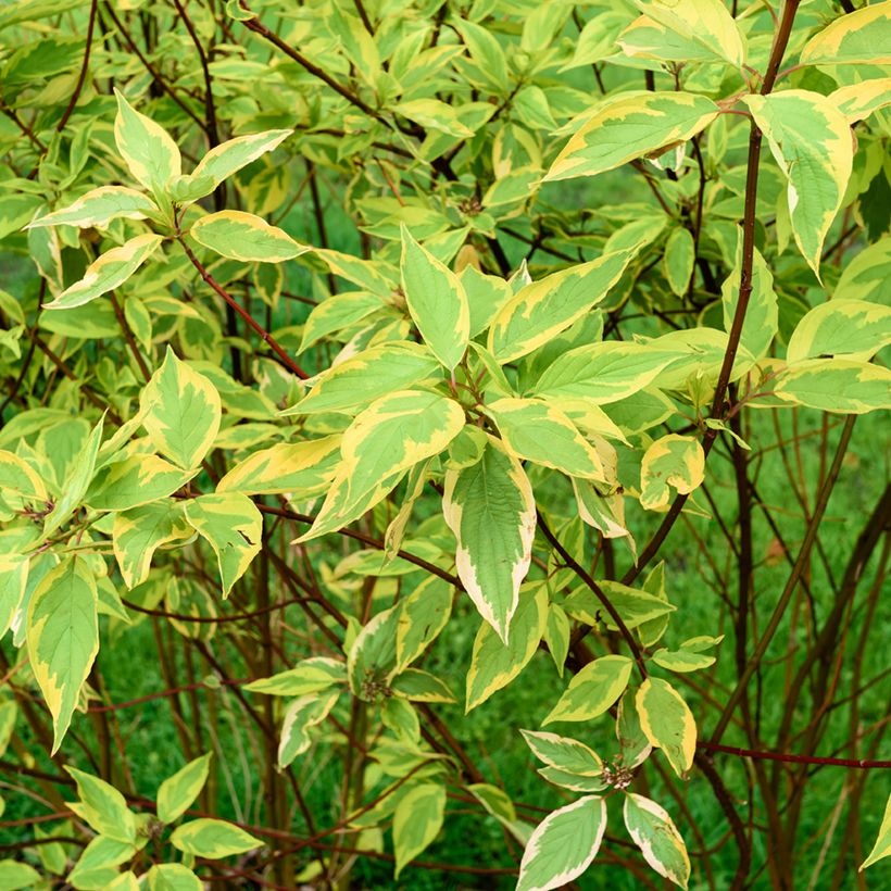 Cornus alba Gouchaultii - Cornouiller blanc (Foliage)