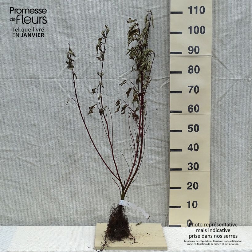 Example of Cornus alba Gouchaultii - Cornouiller blanc Racines nues, Buisson, Ramifié as you get in hiver