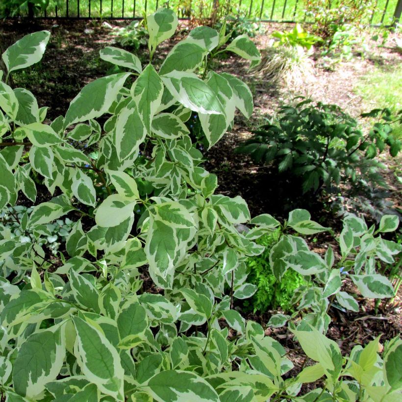 Cornus alba Ivory Halo - Cornouiller blanc (Feuillage)