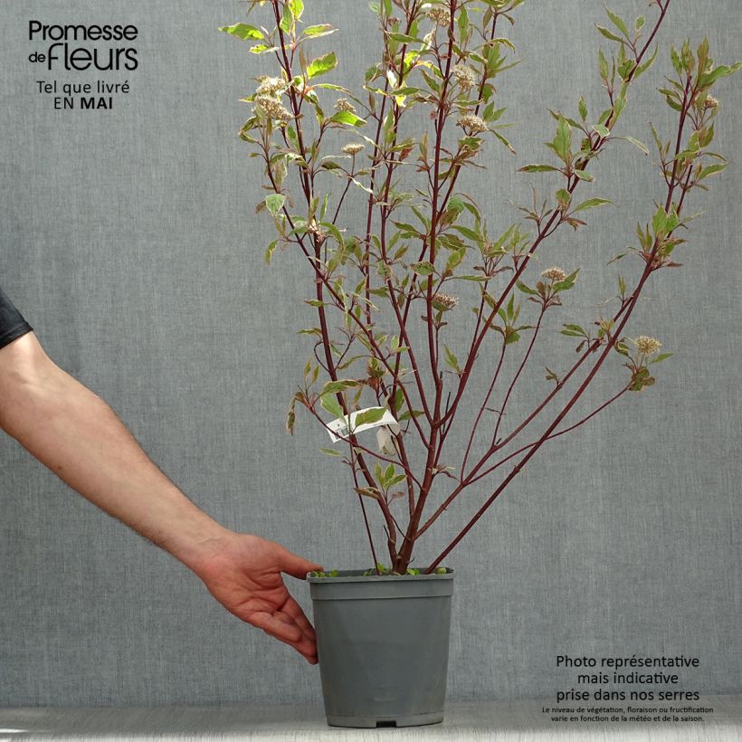 Spécimen de Cornus alba Miracle - Cornouiller blanc  Pot de 3L/4L tel que livré au printemps