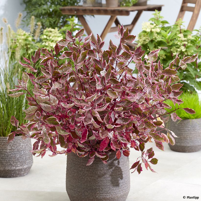 Cornus alba Miracle - Cornouiller blanc  (Port)