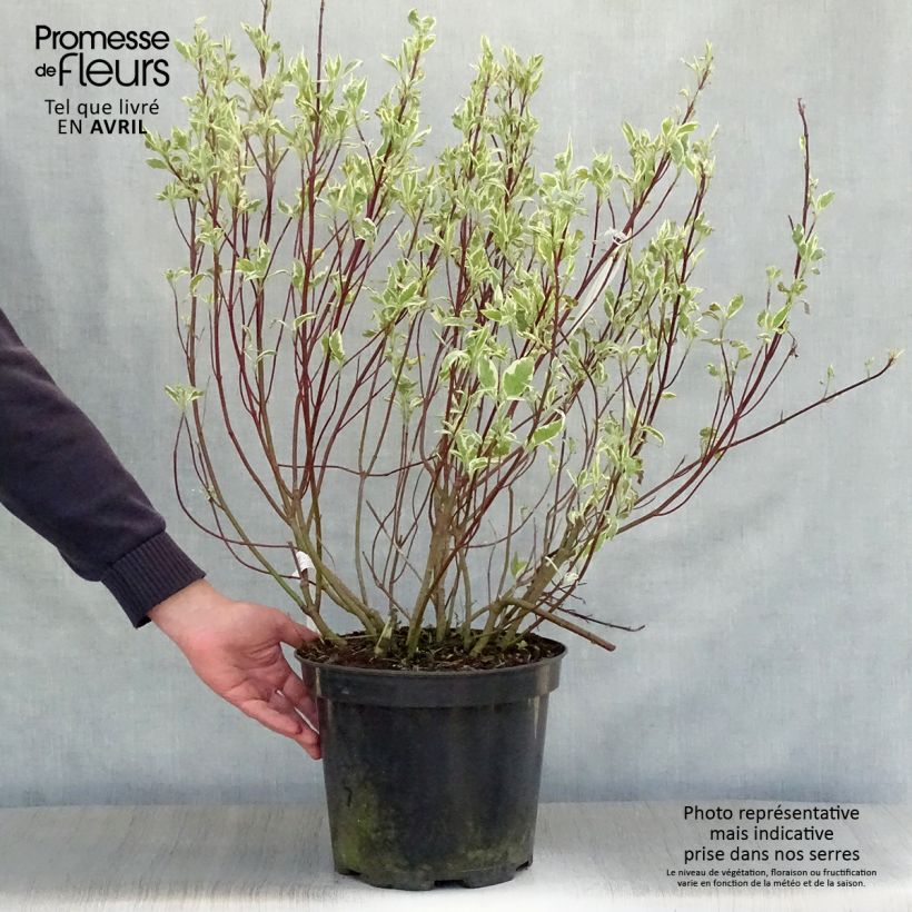 Spécimen de Cornus alba Sibirica Variegata - Cornouiller blanc Pot de 7,5L/10L tel que livré au printemps