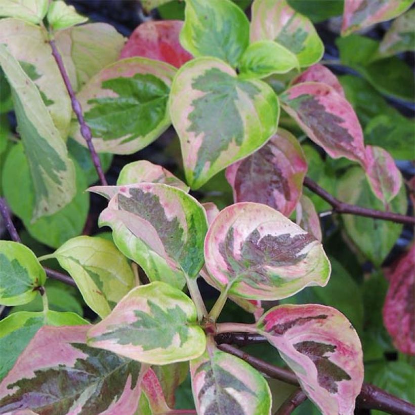 Cornus alternifolia Golden Shadows - Cornouiller à feuilles alternes  (Feuillage)