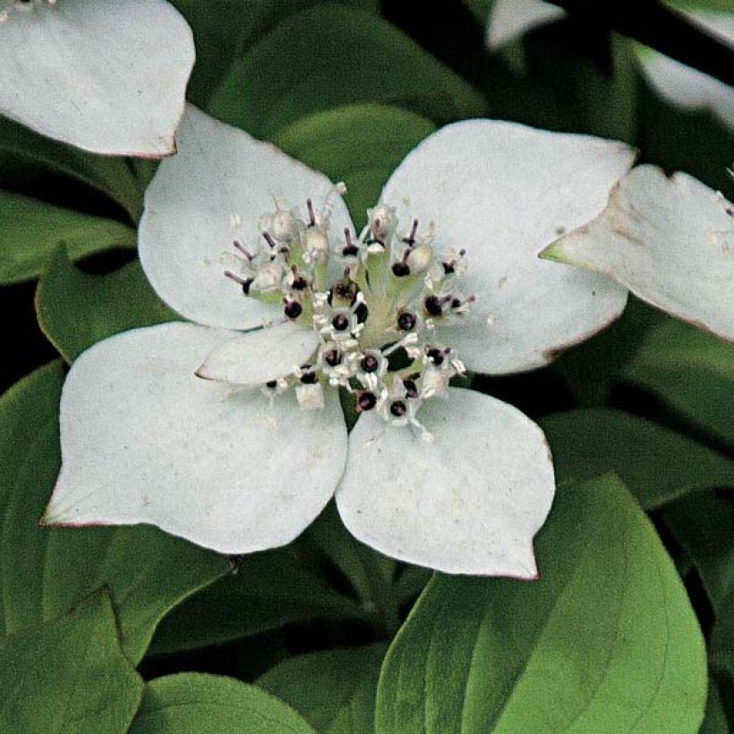 Cornouiller du Canada - Cornus canadensis (Floraison)