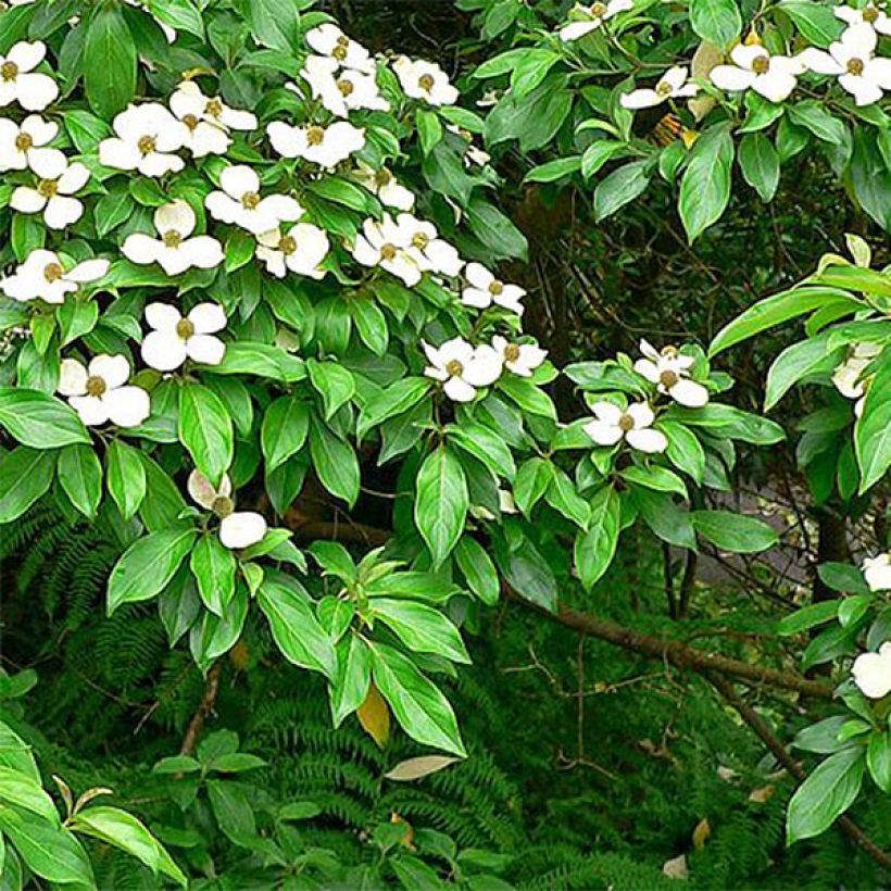 Cornus capitata - Cornouiller de l'Himalaya (Feuillage)
