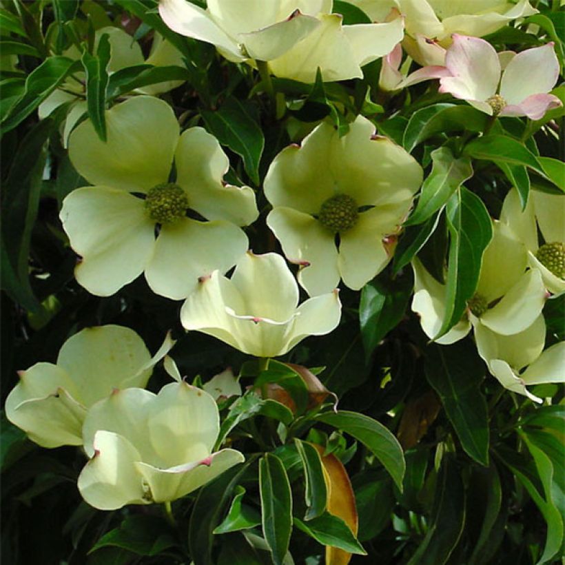 Cornus capitata - Cornouiller de l'Himalaya (Floraison)