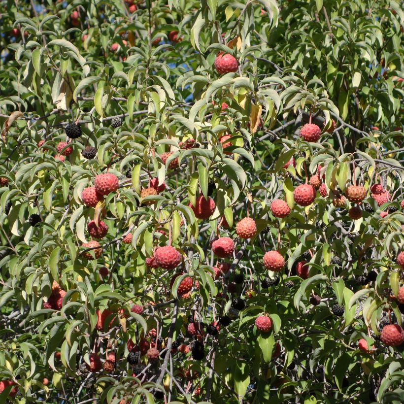 Cornus capitata - Cornouiller de l'Himalaya (Récolte)