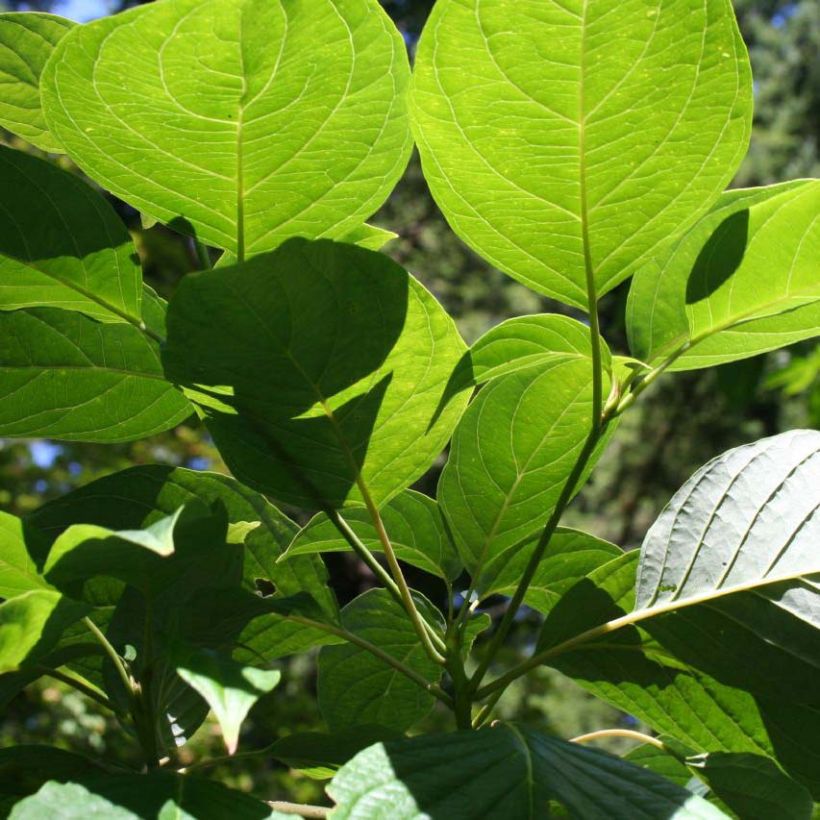 Cornus controversa - Cornouiller des Pagodes (Foliage)