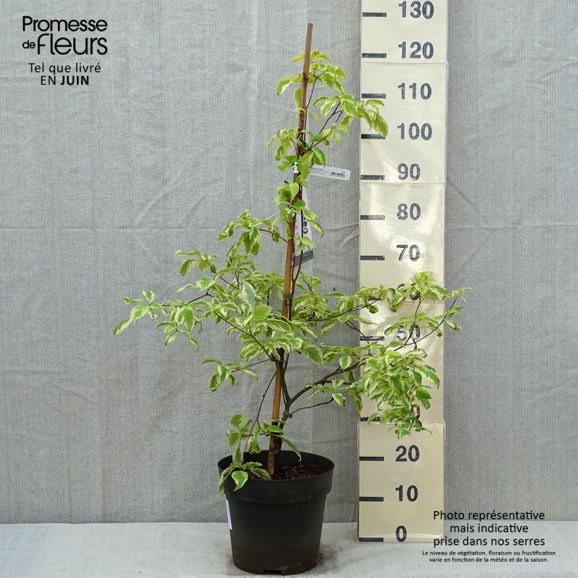 Spécimen de Cornus controversa Gosia - Cornouiller des Pagodes Pot de 7,5L/10L tel que livré au printemps