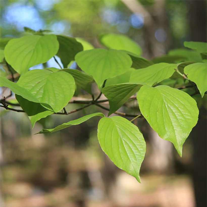 Cornus florida - Cornouiller à fleurs d'Amérique (Feuillage)