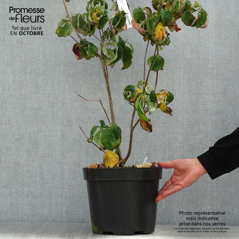 Spécimen de Cornus florida Cherokee Chief - Cornouiller d'Amerique Pot de 7,5L/10L tel que livré en automne