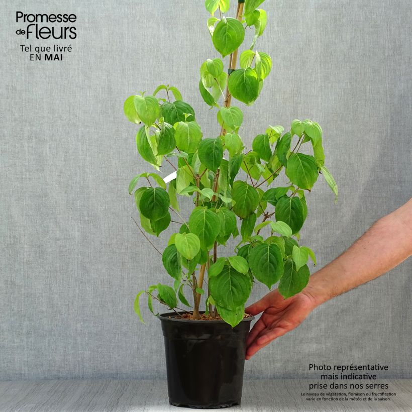 Example of Cornus florida Cloud Nine - Cornouiller à fleurs d'Amérique. Pot de 4L/5L as you get in printemps