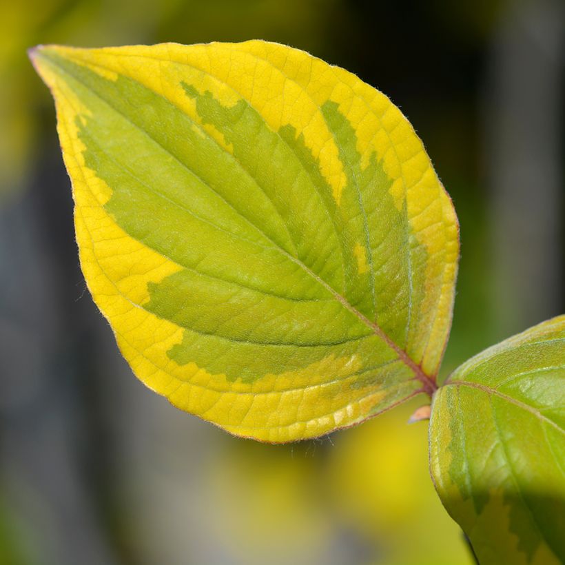 Cornus florida Rainbow - Cornouiller de Floride panaché (Feuillage)