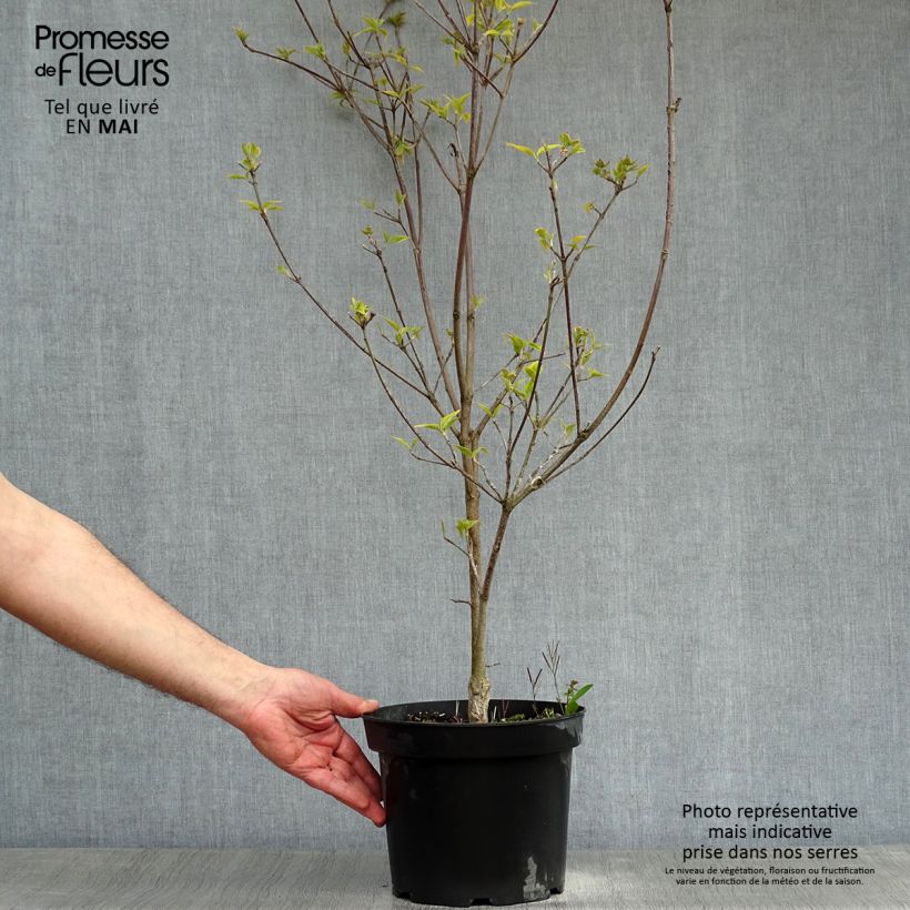 Spécimen de Cornus florida Rainbow - Cornouiller de Floride panaché Pot de 4L/5L tel que livré au printemps