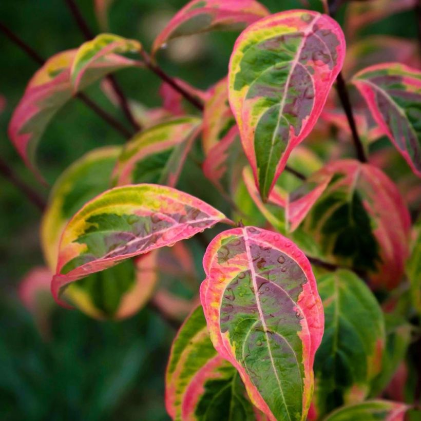 Cornus Celestial Shadow - Cornouiller à fleurs (Feuillage)