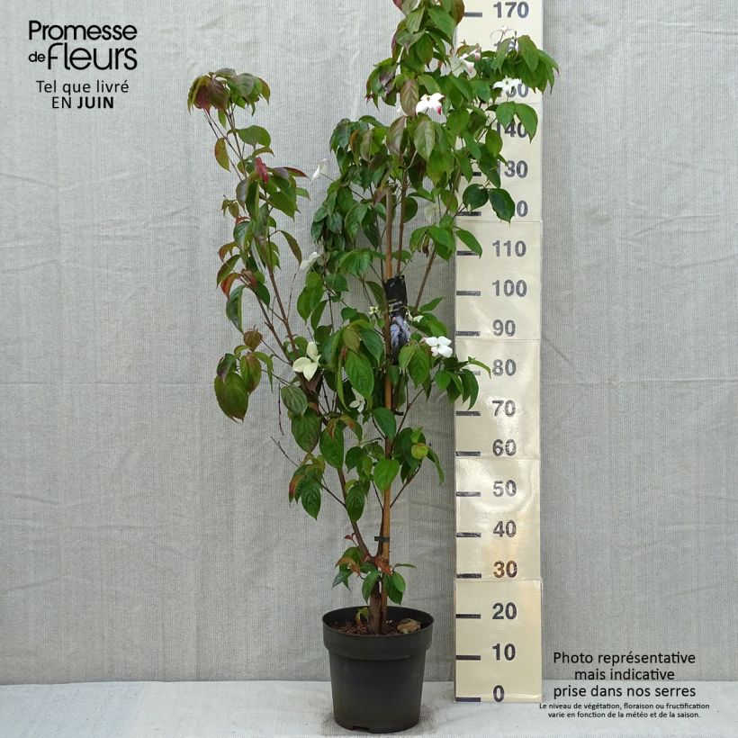 Spécimen de Cornus kousa Blooming White Tetra - Cornouiller hybride Pot de 4L/5L tel que livré au printemps