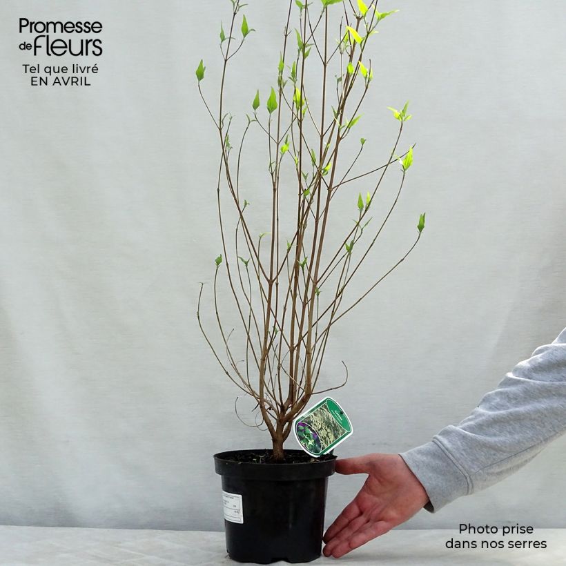 Spécimen de Cornus kousa Chinensis - Cornouiller de Chine Pot de 3L/4L tel que livré au printemps