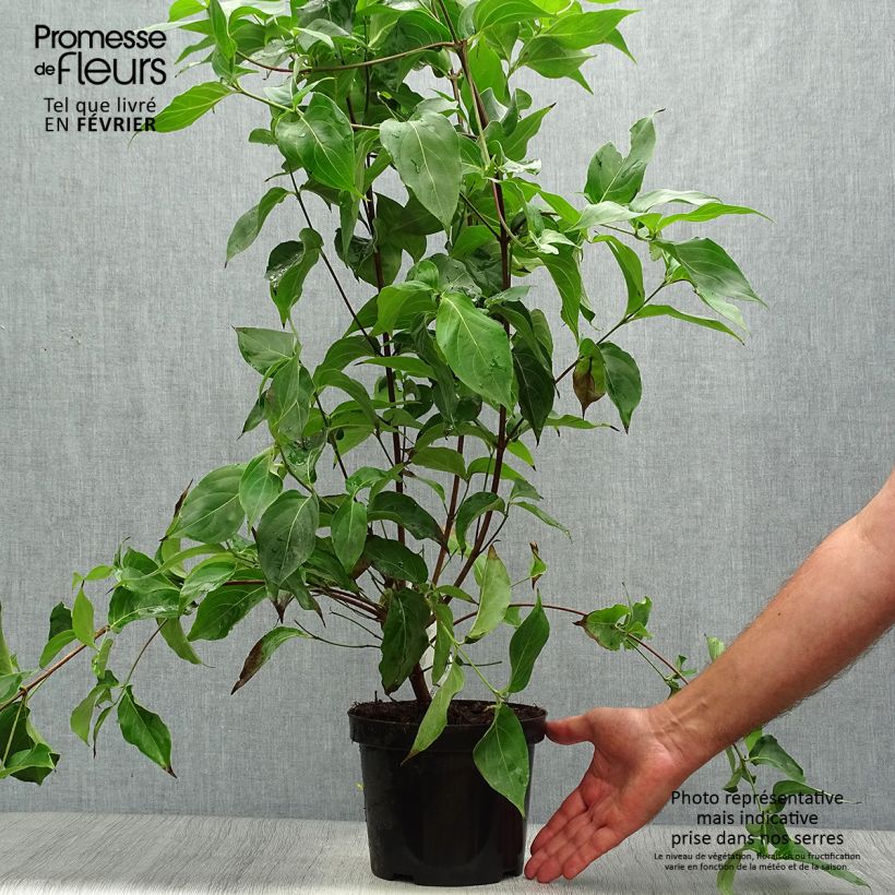 Spécimen de Cornus kousa Chinensis - Cornouiller de Chine Pot de 3L/4L tel que livré en automne