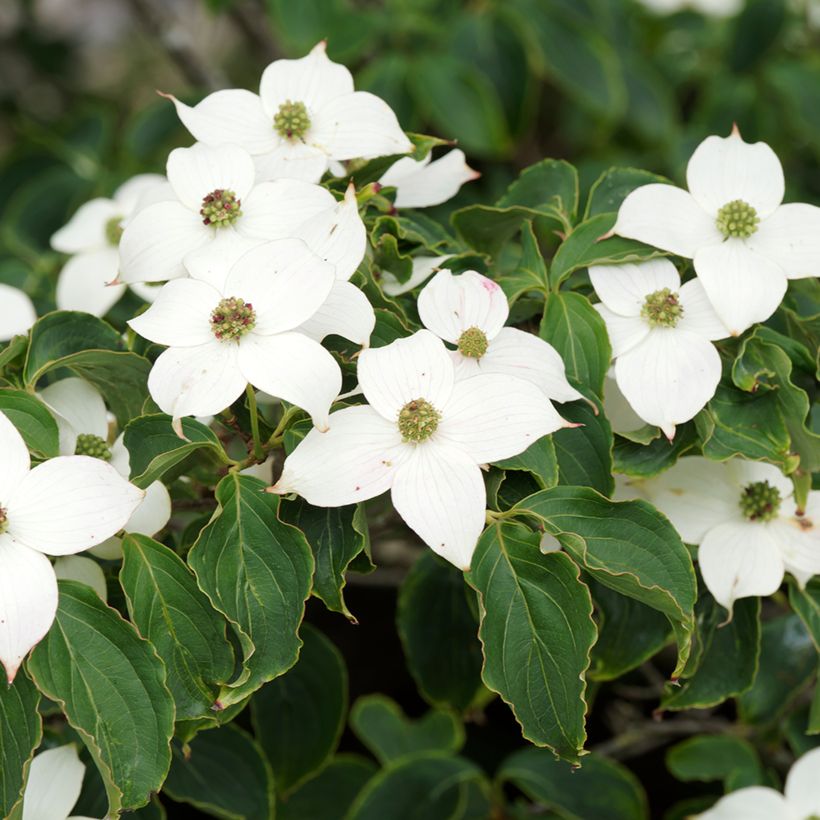 Cornus kousa Chinensis - Cornouiller de Chine (Floraison)