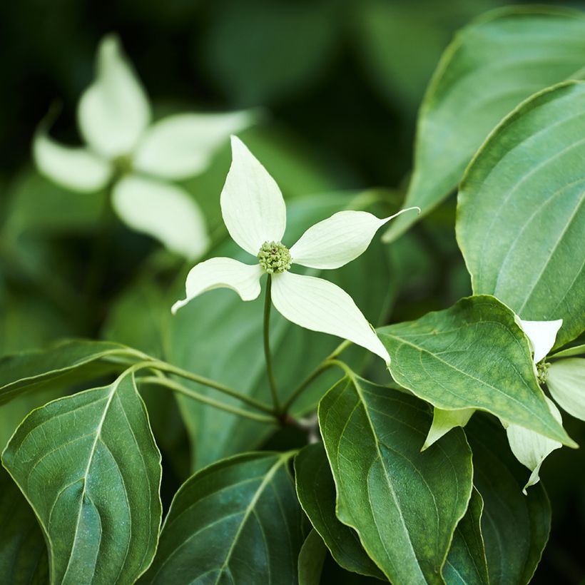 Cornus kousa - Cornouiller du Japon (Feuillage)