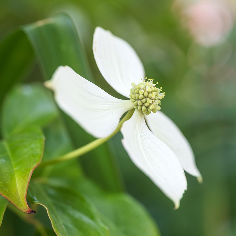 Cornus kousa - Cornouiller du Japon (Floraison)