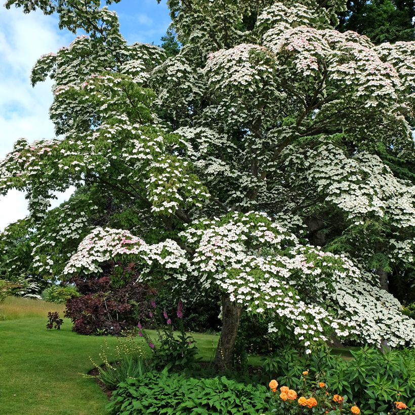 Cornus kousa - Cornouiller du Japon (Port)