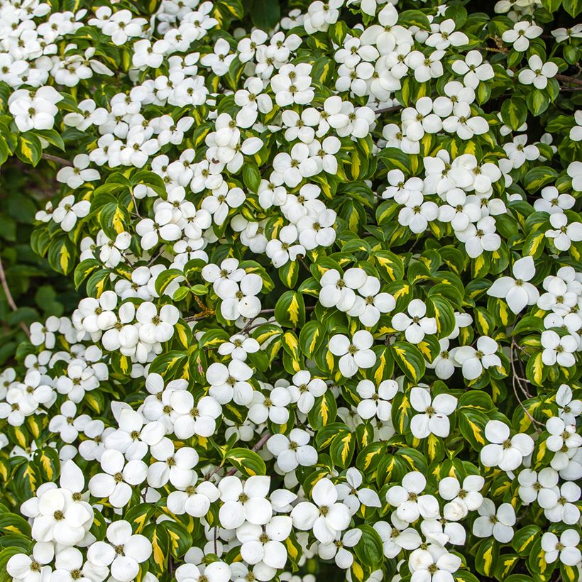 Cornus kousa Gold Star - Cornouiller du Japon (Floraison)