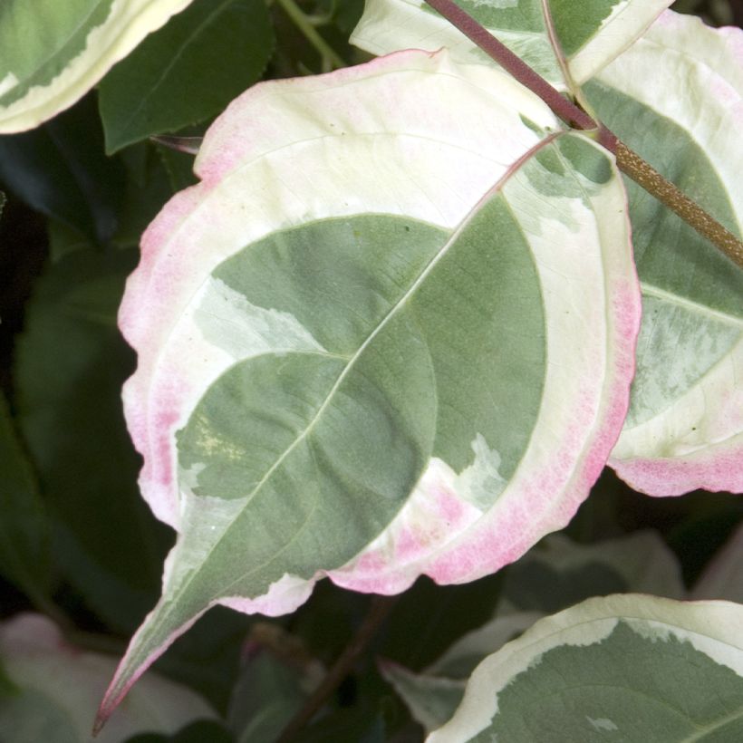 Cornus kousa Laura - Cornouiller du Japon (Feuillage)