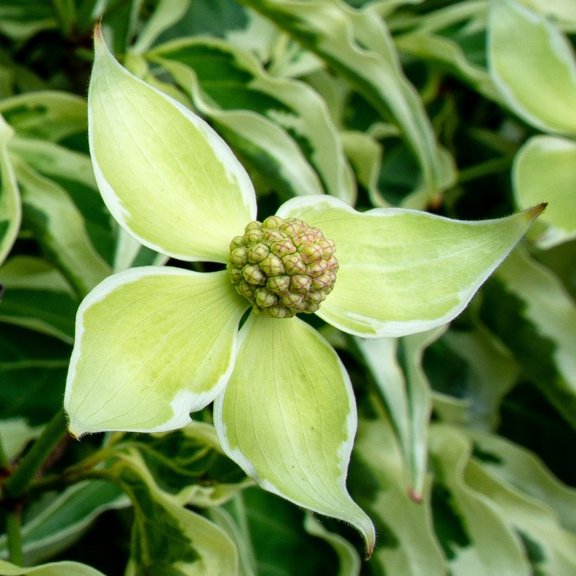 Cornus kousa Laura - Cornouiller du Japon (Floraison)