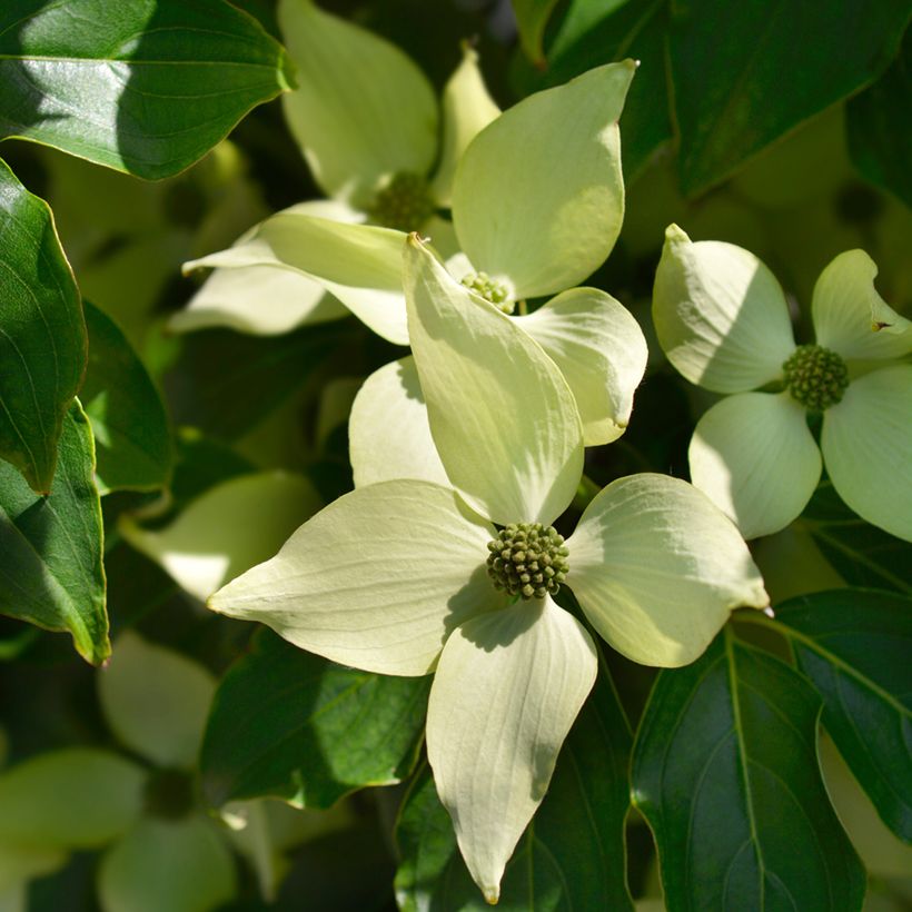 Cornus kousa Robert's Select  - Cornouiller du Japon (Floraison)