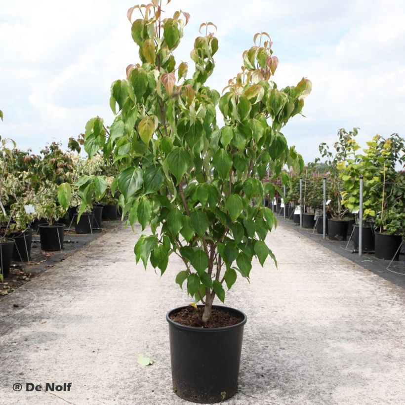 Cornus kousa Schmetterling - Cornouiller du Japon (Plant habit)