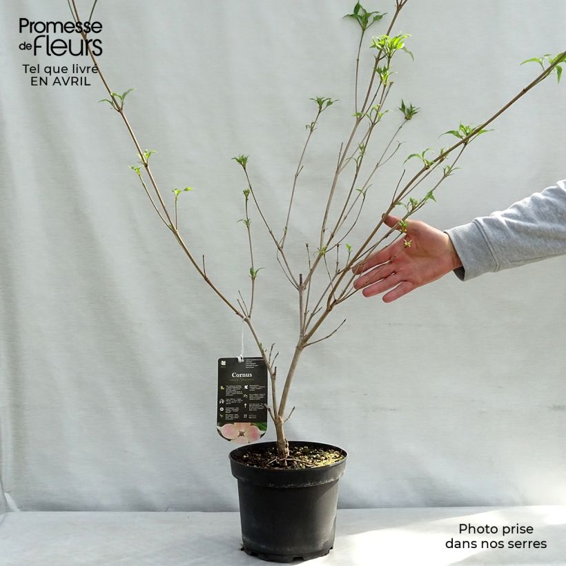 Spécimen de Cornus kousa Teutonia Pot de 4L/5L tel que livré au printemps
