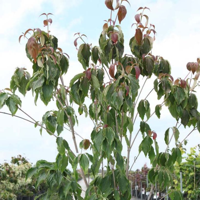 Cornus kousa Teutonia (Feuillage)